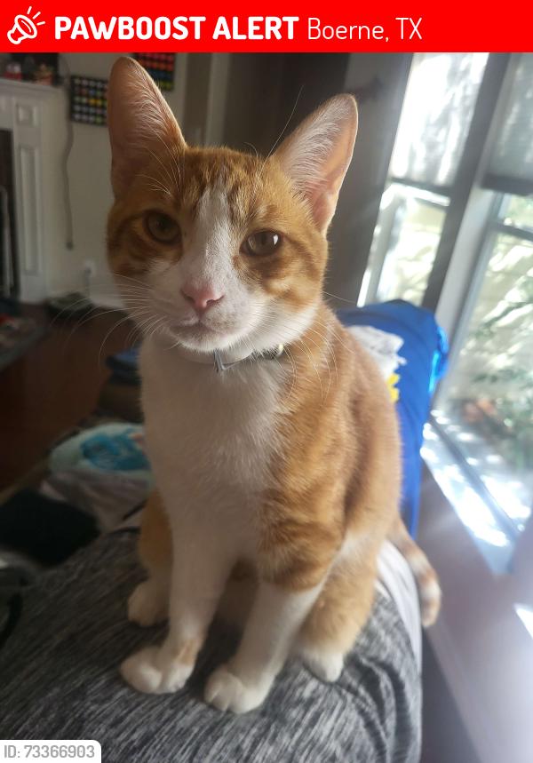 Lost Male Cat last seen near ut health hill country, Boerne, TX 78015