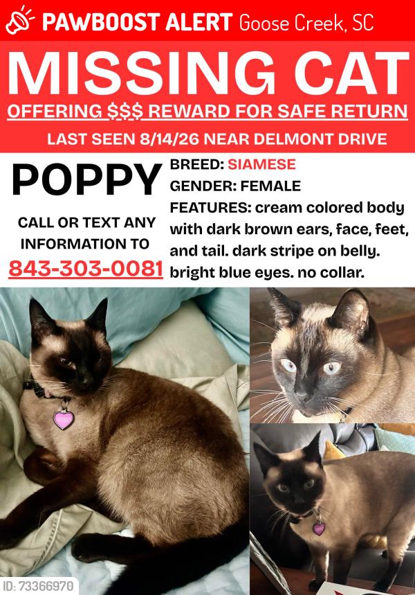 Lost Female Cat last seen Sophia Landing & Boulder Bluff Elementary, Goose Creek, SC 29445