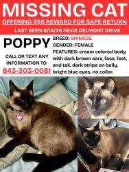 Lost Female Cat last seen Sophia Landing & Boulder Bluff Elementary, Goose Creek, SC 29445