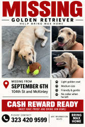 Lost Male Dog last seen Home, Los Angeles, CA 90002