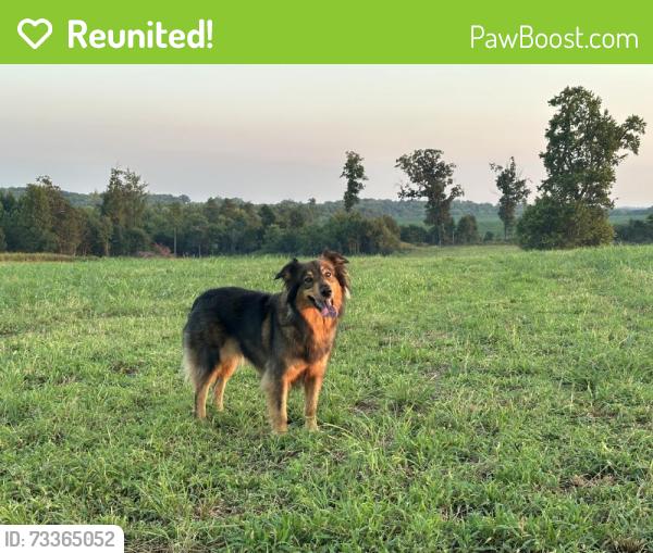 Reunited Female Dog last seen Near Gallimore Rd, Denton, NC 27239, USA, Denton, NC 27239