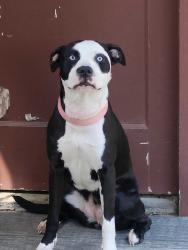Found/Stray Female Dog last seen Wilcrest Drive near Lakeside Country Club, Houston, TX 77099