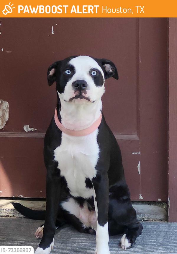 Found/Stray Female Dog last seen Wilcrest Drive near Lakeside Country Club, Houston, TX 77099