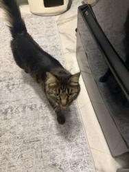 Found/Stray Unknown Cat last seen Greenhurst/Midland, Nampa, ID 83686