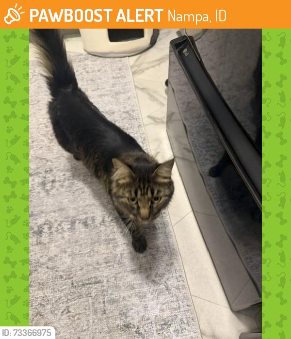 Found/Stray Unknown Cat last seen Greenhurst/Midland, Nampa, ID 83686