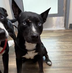 Shelter Stray Male Dog last seen Near Dusk Drive, San Diego, CA, 92139, 5500 Gaines St, San Diego, CA 92110, USA