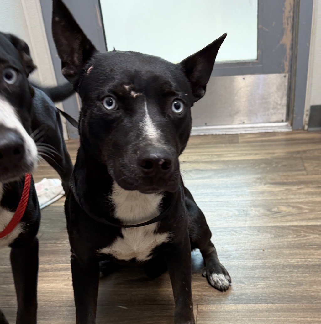 Shelter Stray Male Dog last seen Near Dusk Drive, San Diego, CA, 92139, 5500 Gaines St, San Diego, CA 92110, USA