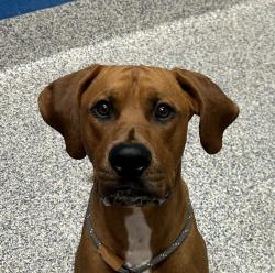 Shelter Stray Male Dog last seen S Sheridan Blvd & W Mississippi Ave, Lakewood, CO, 80226, 580 McIntyre St, Golden, CO 80401, USA