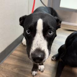 Shelter Stray Female Dog last seen Near Dusk Drive, San Diego, CA, 92139, 5500 Gaines St, San Diego, CA 92110, USA