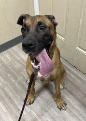 Shelter Stray Male Dog last seen Benet Road, Oceanside, CA, 92058, Oceanside, CA 92058, USA