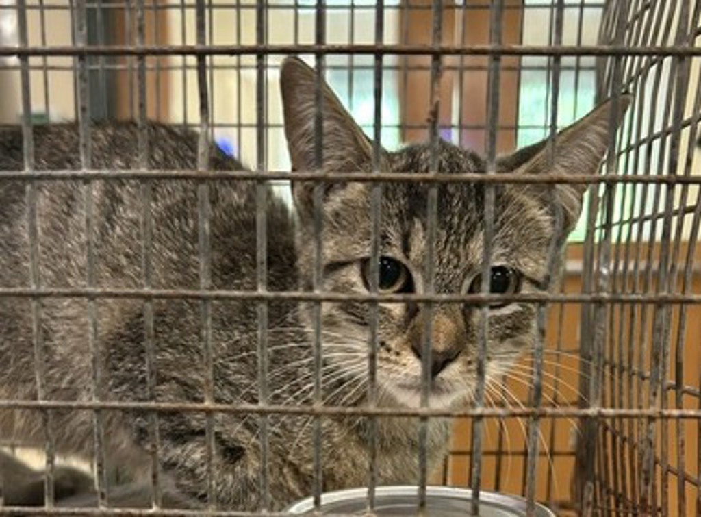 Shelter Stray Unknown Cat last seen Heather Drive, VIRGINIA BEACH, VA, 23462, 341 S Birdneck Rd, Virginia Beach, VA 23451, USA