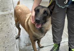Shelter Stray Male Dog last seen Near Sedgwick Avenue, BRONX, NY, 10453, 326 E 110th St, New York, NY 10029, USA