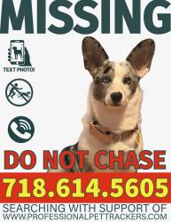 Lost Female Dog last seen Red church Rd, Kempton, PA 19529