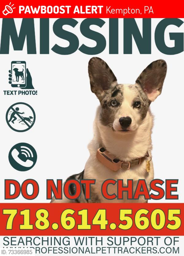 Lost Female Dog last seen Red church Rd, Kempton, PA 19529