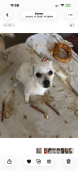 Lost Female Dog last seen Near w nicolet ave, Glendale, AZ 85303