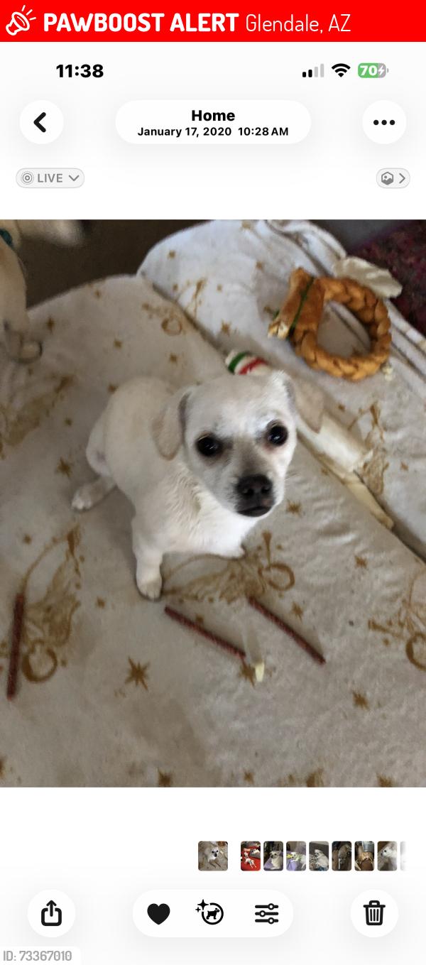 Lost Female Dog last seen Near w nicolet ave, Glendale, AZ 85303