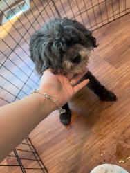 Reunited Female Dog last seen N Warmstone Way, Katy, TX 77494