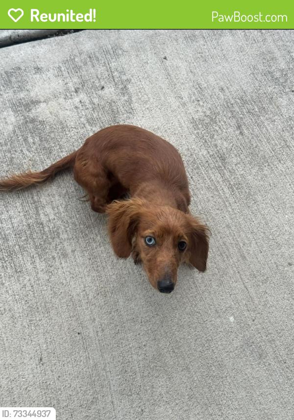 Reunited Female Dog last seen Blackland RD and Katie ST, Fate, TX 75189