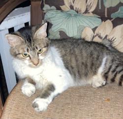 Found/Stray Female Cat last seen Ohio St and Alameda St, Ashley, OH 43003