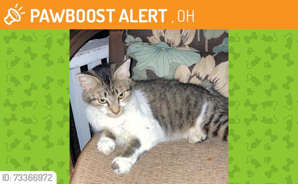 Found/Stray Female Cat last seen Ohio St and Alameda St, Ashley, OH 43003