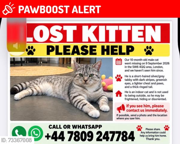 Lost Male Cat last seen Near Tyrawley Road, Greater London, England SW6 4QQ