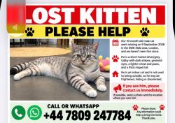 Lost Male Cat last seen Near Tyrawley Road, Greater London, England SW6 4QQ