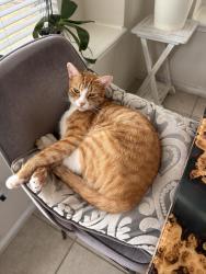 Lost Male Cat last seen Lebanon road, Frisco, TX 75035