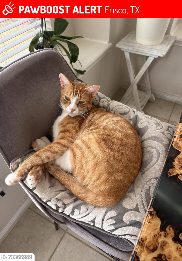 Lost Male Cat last seen Lebanon road, Frisco, TX 75035