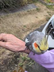 Reunited Unknown Bird last seen Near and bagley, Seattle, WA 98103