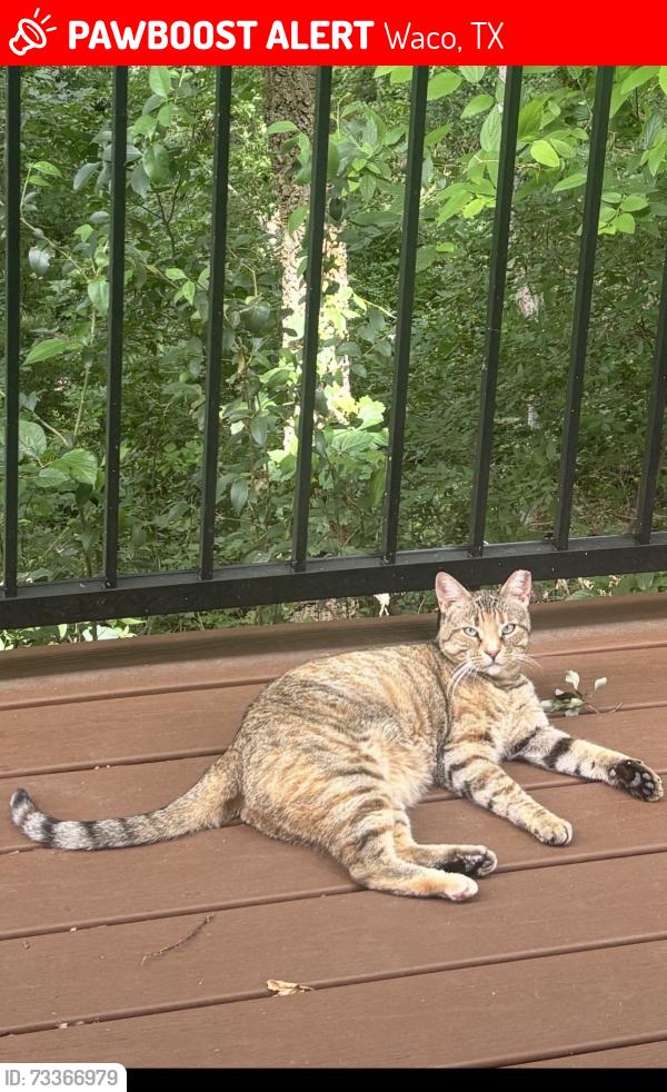 Lost Female Cat last seen Near E fairway St, Woodway, Waco, TX 76712