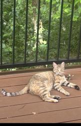 Lost Female Cat last seen Near E fairway St, Woodway, Waco, TX 76712