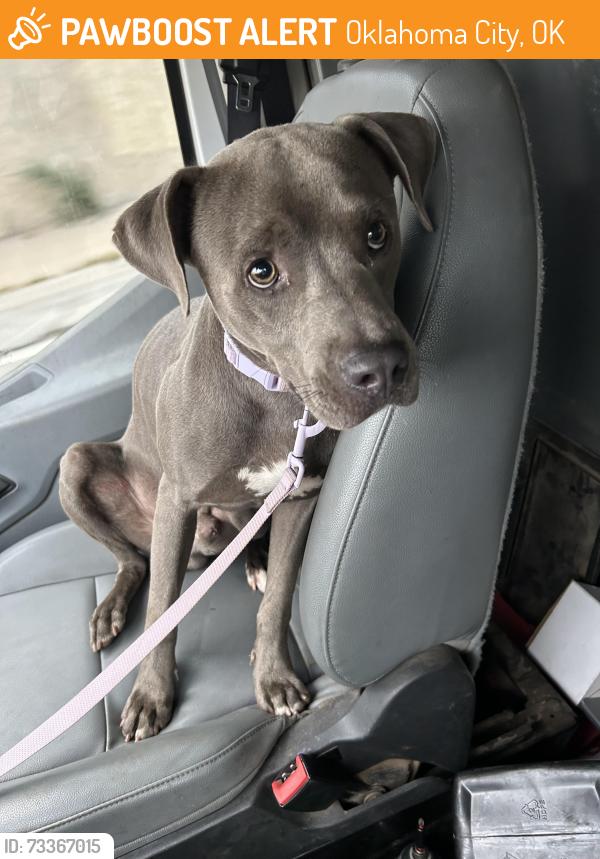 Found/Stray Male Dog last seen Found near 19th and Tulsa., Oklahoma City, OK 73107