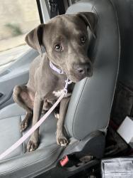 Found/Stray Male Dog last seen Found near 19th and Tulsa., Oklahoma City, OK 73107