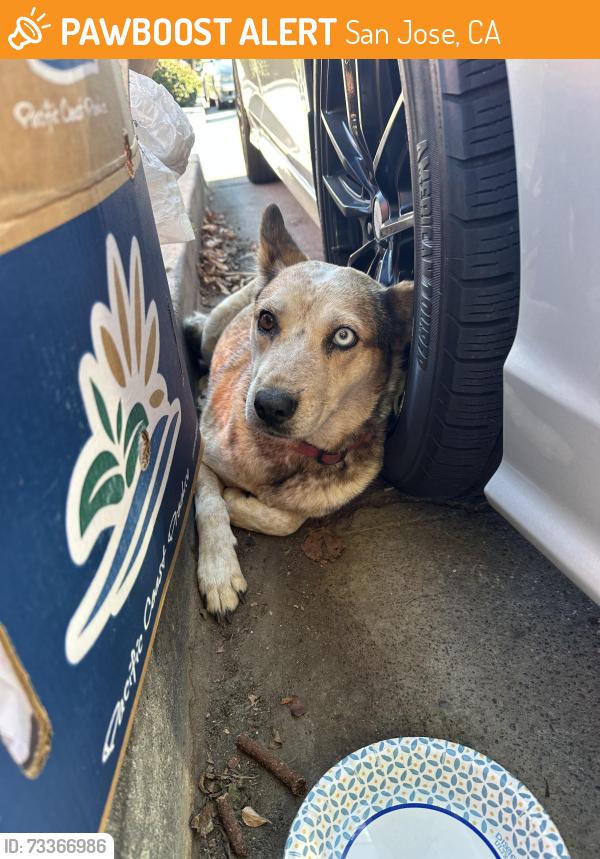Surrendered Female Dog last seen Moss Point Drive under a tree, San Jose, CA 95127