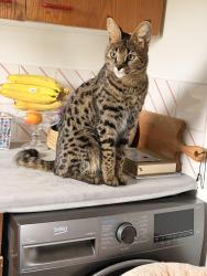 Lost Male Cat last seen hse, Cranfield, England MK43 0DS
