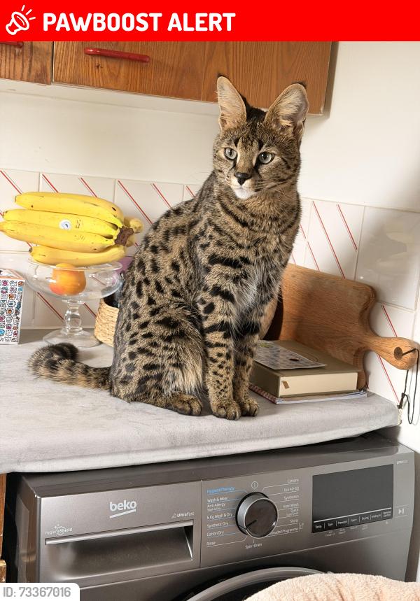 Lost Male Cat last seen hse, Cranfield, England MK43 0DS