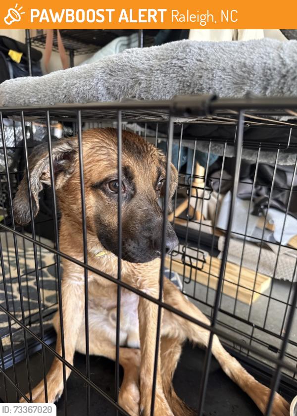 Found/Stray Male Dog last seen Vogul st Walgreens by Brier Creek parkway, Raleigh, NC 27617
