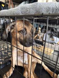 Found/Stray Male Dog last seen Vogul st Walgreens by Brier Creek parkway, Raleigh, NC 27617