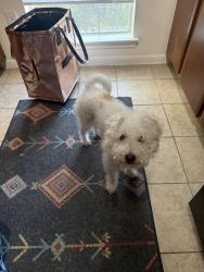 Found/Stray Male Dog last seen Midtown, Houston, TX 77006