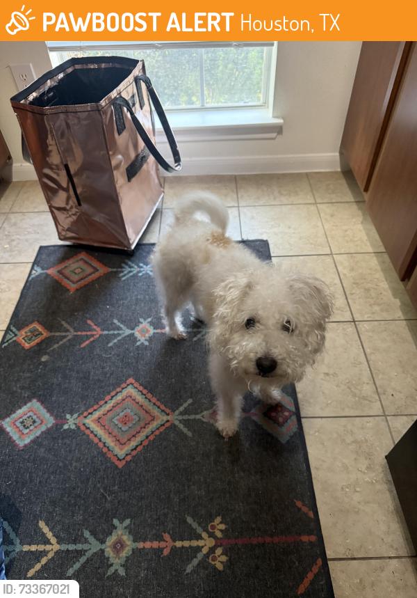 Found/Stray Male Dog last seen Midtown, Houston, TX 77006