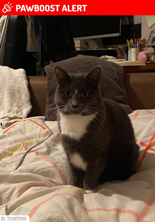 Lost Female Cat last seen Clapton Station, Greater London, England E5