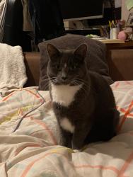 Lost Female Cat last seen Clapton Station, Greater London, England E5