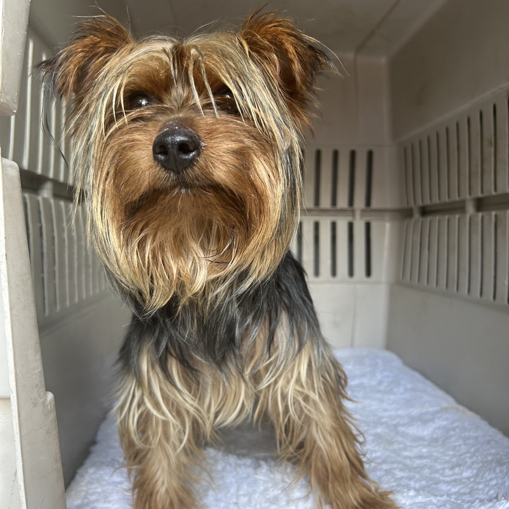 Shelter Stray Male Dog last seen , 124 Evergreen Ave, Newark, NJ 07114, USA