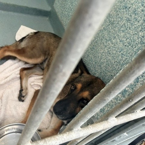 Shelter Stray Male Dog last seen , 12910 Yukon Ave, Hawthorne, CA 90250, USA