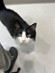 Reunited Male Cat last seen Vista, Vista, CA 92083