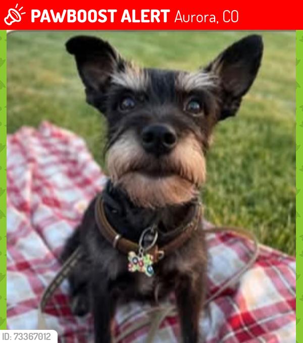 Lost Male Dog last seen S Oakland st, Peoria, Exposition, expo park, Aurora, CO 80012