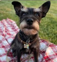 Lost Male Dog last seen S Oakland st, Peoria, Exposition, expo park, Aurora, CO 80012