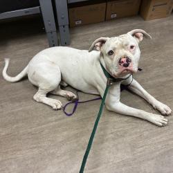 Shelter Stray Male Dog last seen , 361 S Raymond Ave, Pasadena, CA 91105, USA
