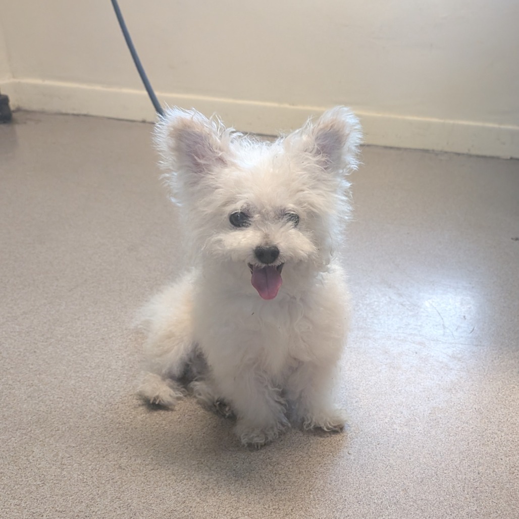 Shelter Stray Male Dog last seen , 361 S Raymond Ave, Pasadena, CA 91105, USA