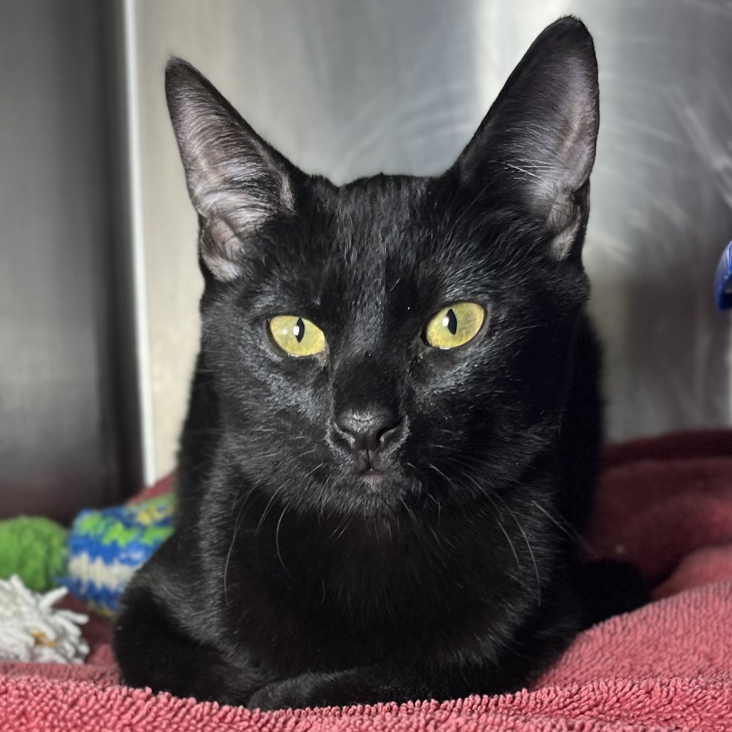 Shelter Stray Female Cat last seen , 4575 E Mesquite Ave, Palm Springs, CA 92264, USA